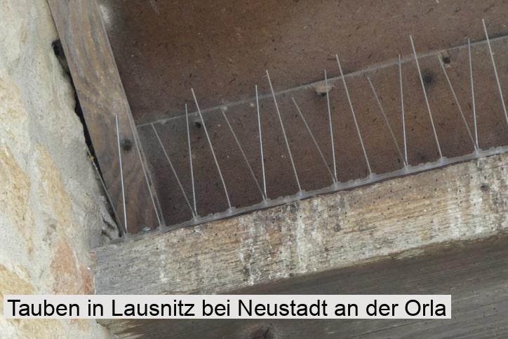 Tauben in Lausnitz bei Neustadt an der Orla